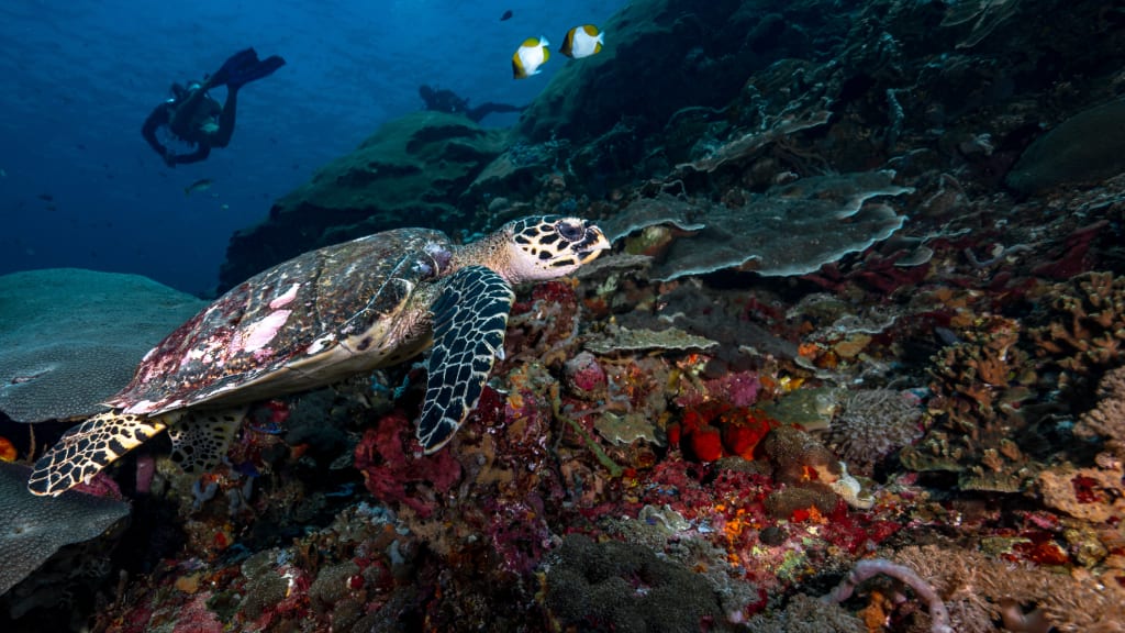 Open Water Diver Course Learn and Stay Package